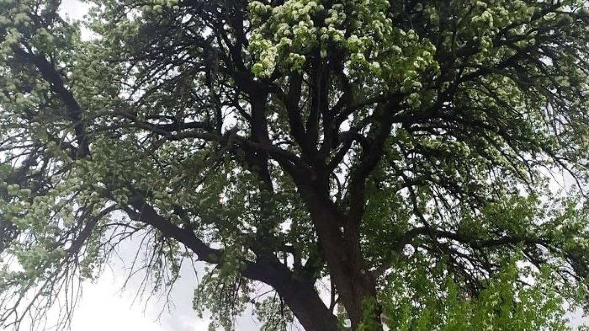 У Запоріжжі розквітла знаменита Тарасова груша, фото