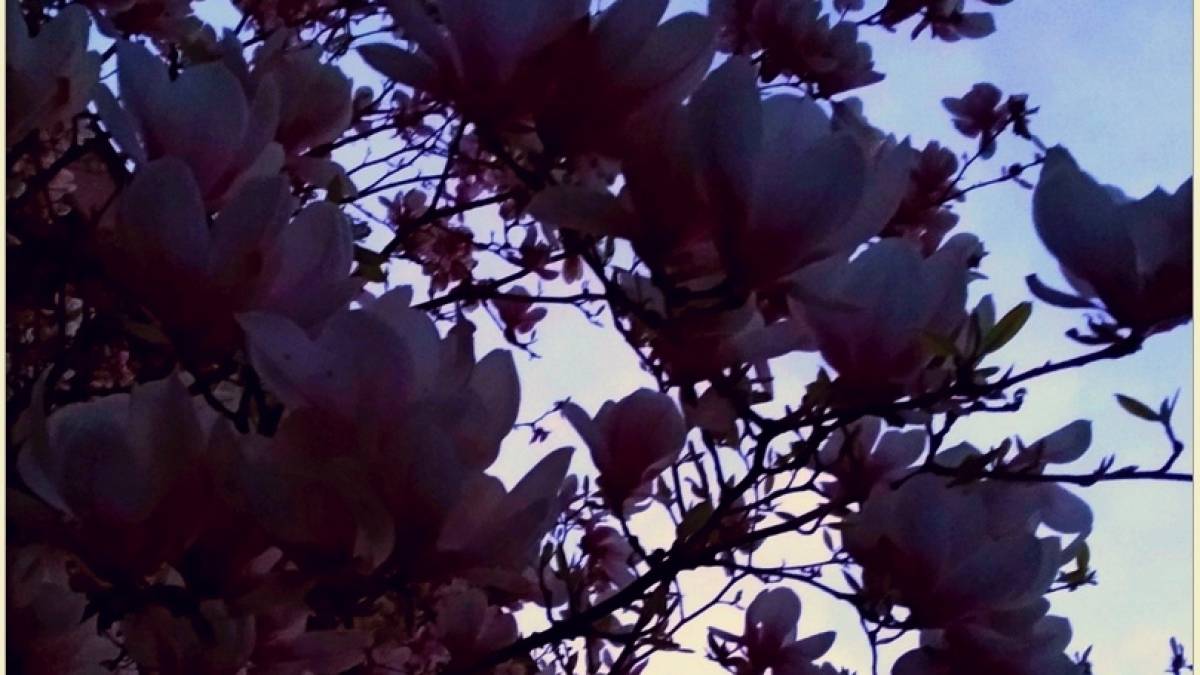 Увечері у Запоріжжі можна побачити усміхнену магнолію (фото)