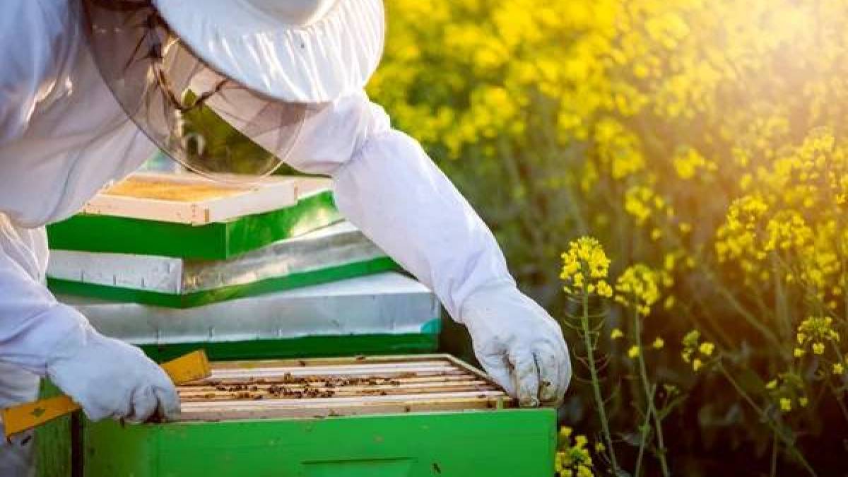 На Запоріжжі почали обстежувати стан пасік