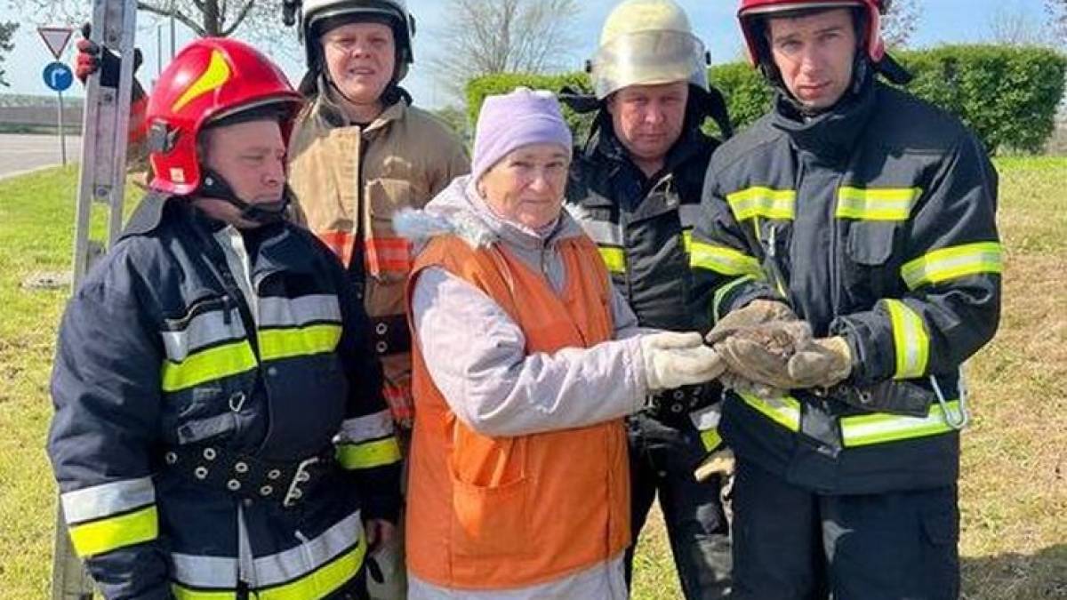 У Запоріжжі врятували кошенят, на яких напала… змія