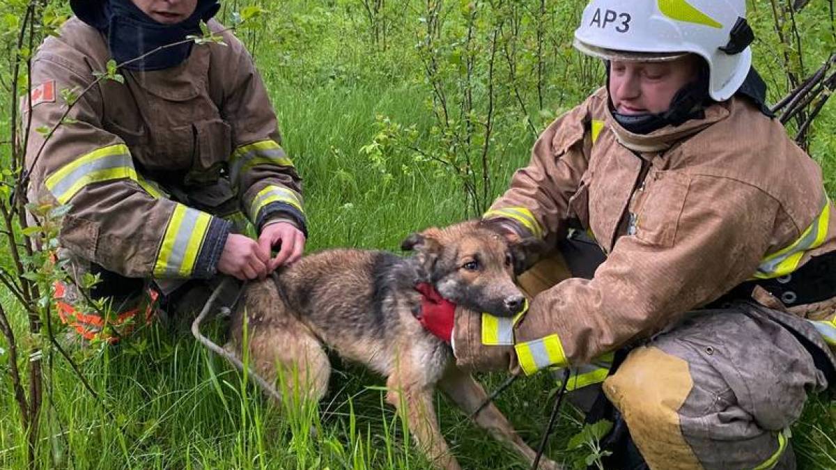 На Запоріжжі врятували пса🐶, який впав у занедбаний колодязь і перебував там 6 днів