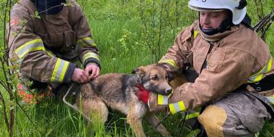 На Запоріжжі врятували пса🐶, який впав у занедбаний колодязь і перебував там 6 днів