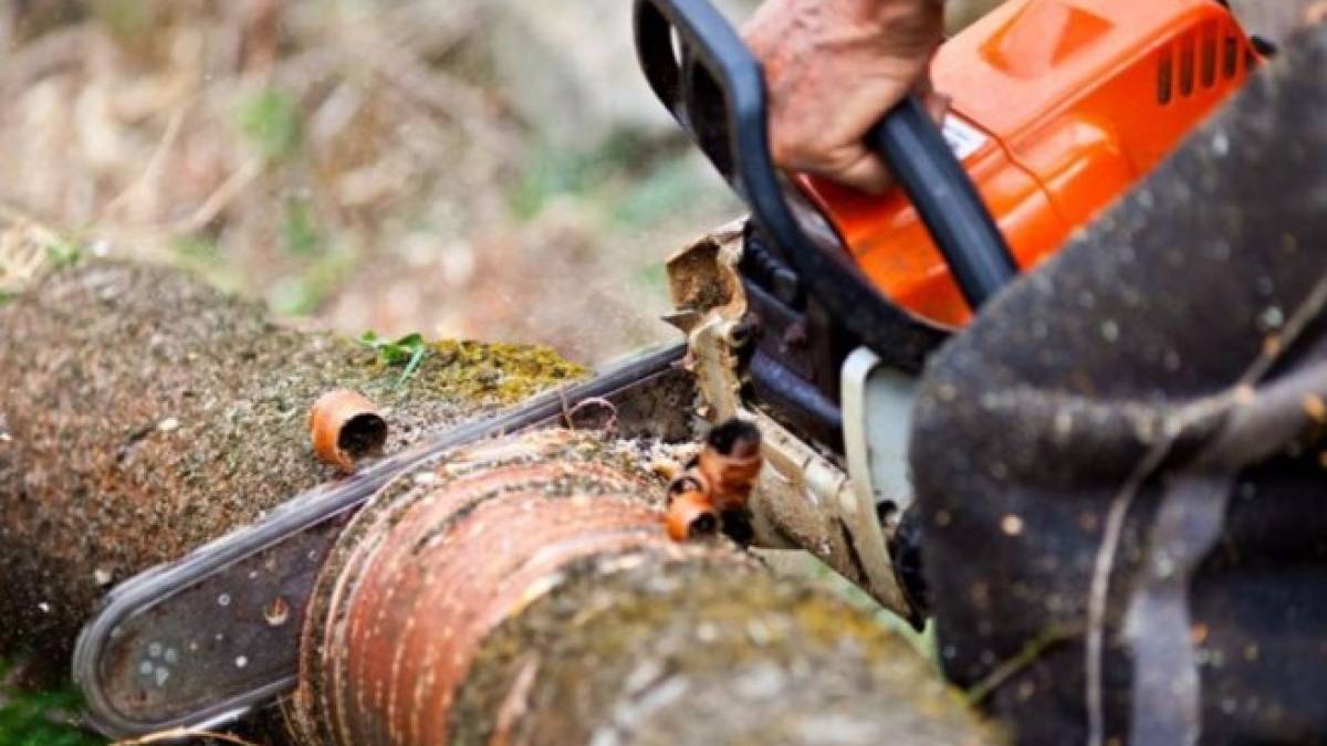 В Запорожской области «черный лесоруб» уничтожил деревьев на 150 тысяч гривен