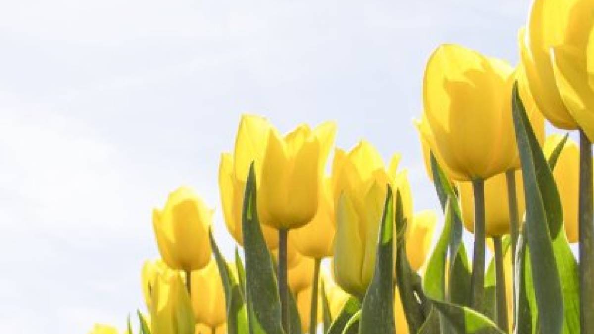 У вихідні 6-7 травня в Україні буде прохолодно як для травня, але майже без опадів