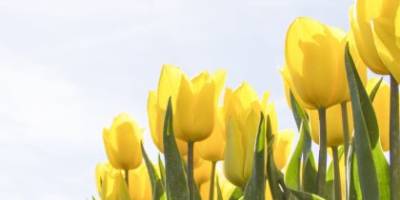 У вихідні 6-7 травня в Україні буде прохолодно як для травня, але майже без опадів