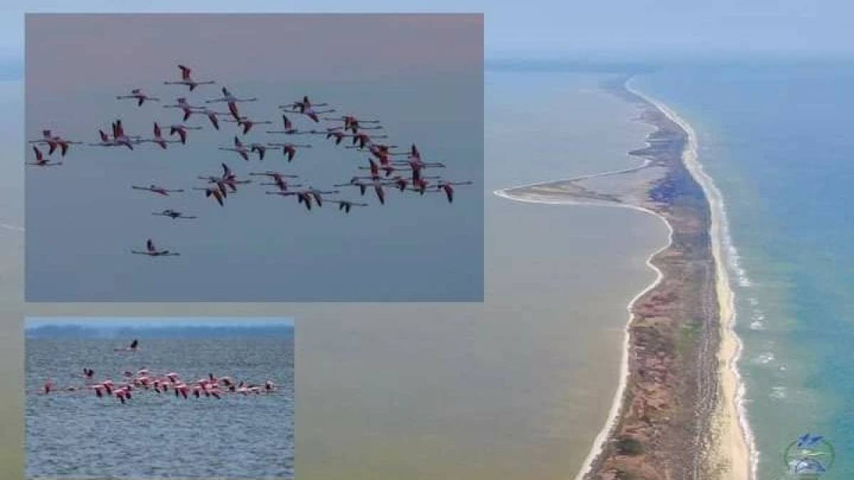 На Одещину прилетіли дві сотні рожевих фламінго