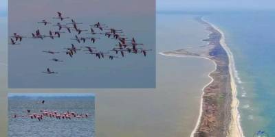 На Одещину прилетіли дві сотні рожевих фламінго