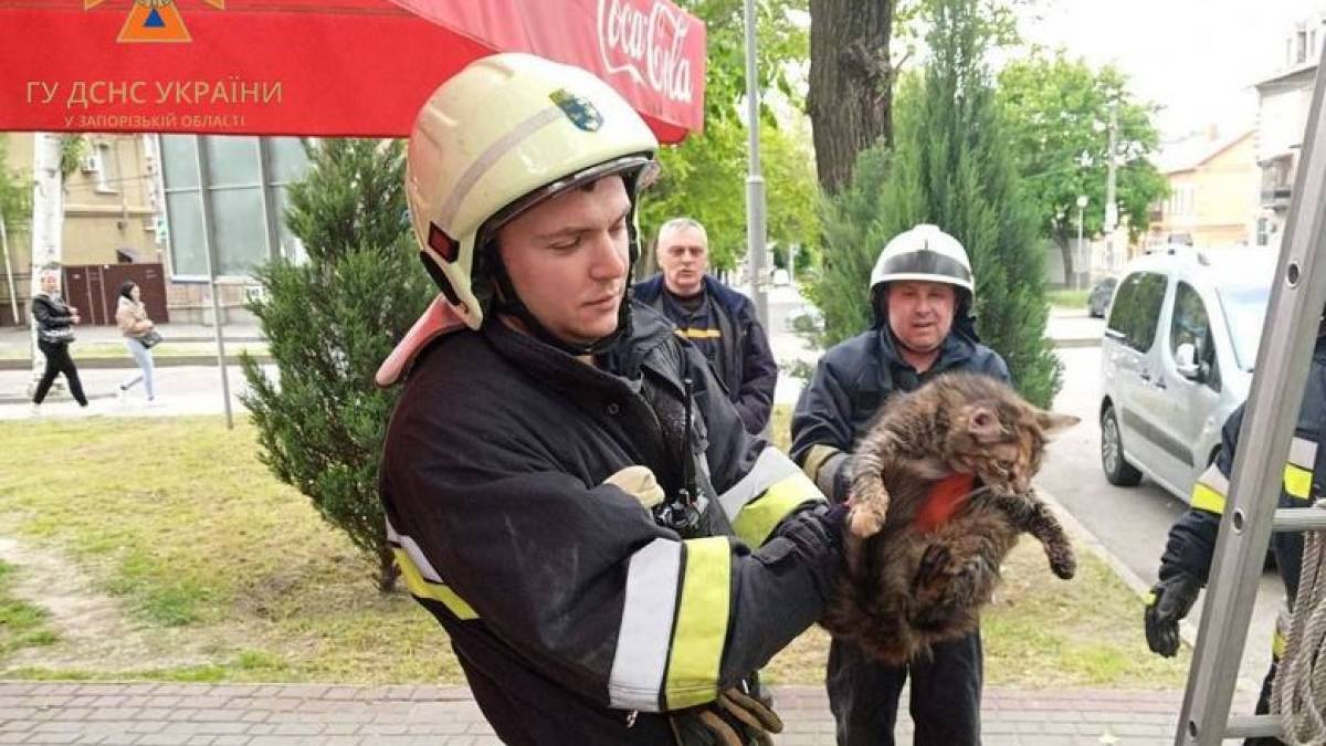 У Запоріжжі врятували кота, який застряг на дереві на рівні третього поверху