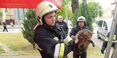 У Запоріжжі врятували кота, який застряг на дереві на рівні третього поверху