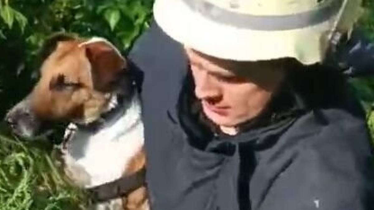 У Запоріжжі під час прогулянки домашній улюбленець упав у прірву