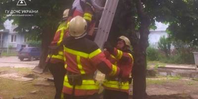 У Запоріжжі хлопчик заліз на дерево і не зміг спуститися: викликали рятувальників