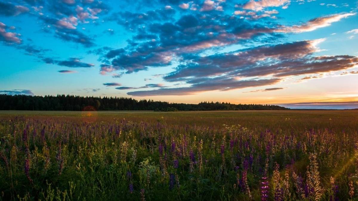 30 травня. Цей день в Україні та світі  – День степу