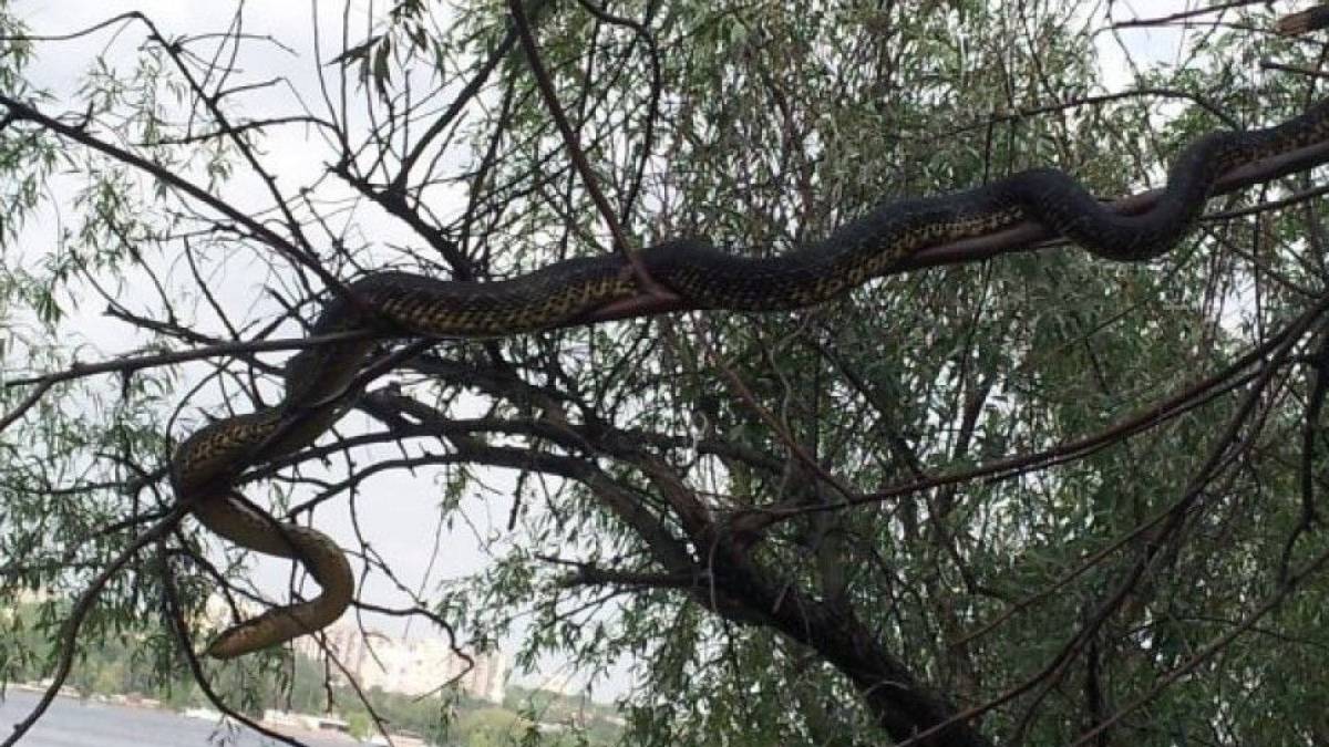 У Запоріжжі на дереві над дитячим майданчиком висіла змія, відео