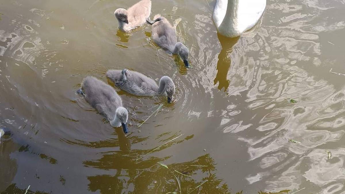 Лебеді у Дубовці гуляють із малюками