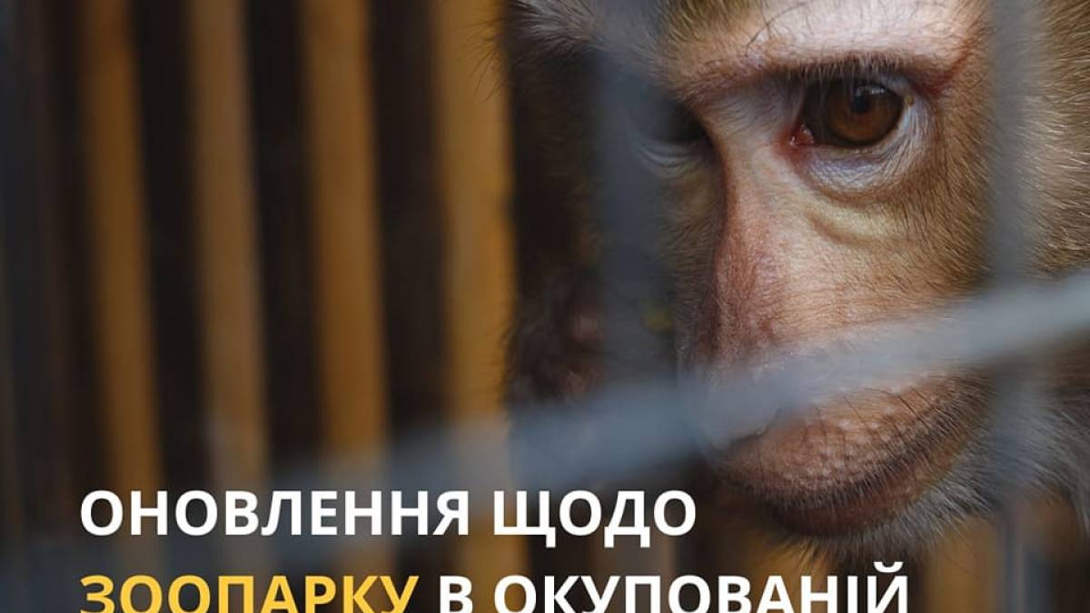 У Новій Каховці в затопленому зоопарку загинули майже всі тварини (відео)