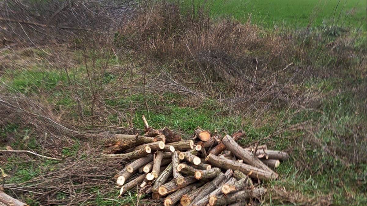До суду направлено 13 обвинувальних актів щодо незаконної порубки лісу, – Нацполіція Запоріжжя