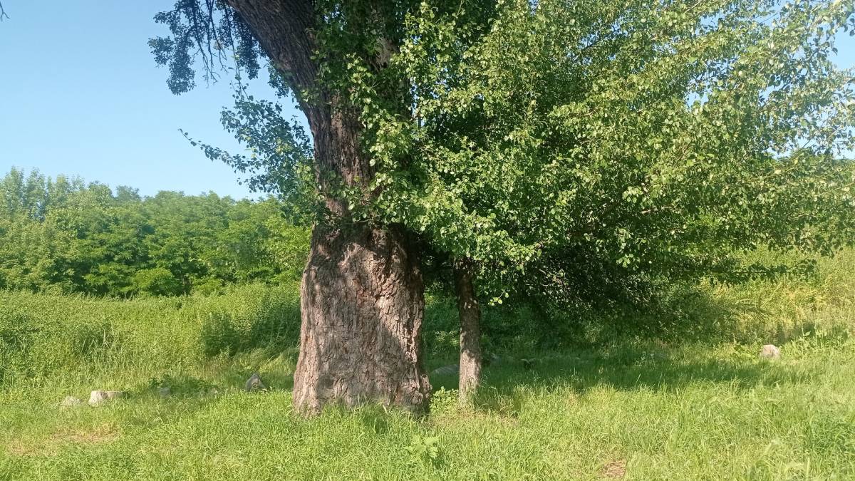 У Тарасової груші є спадкоємиця?