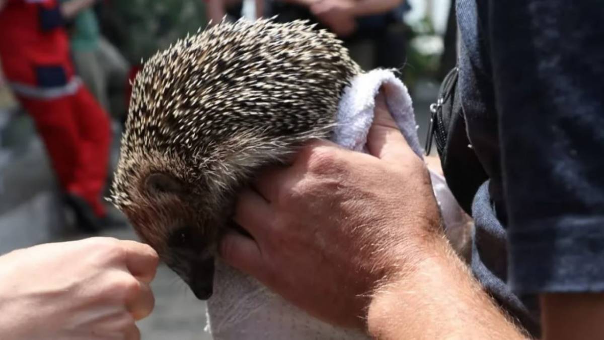 Загибель диких тварин внаслідок підриву Каховської ГЕС оцінили в 883 млн