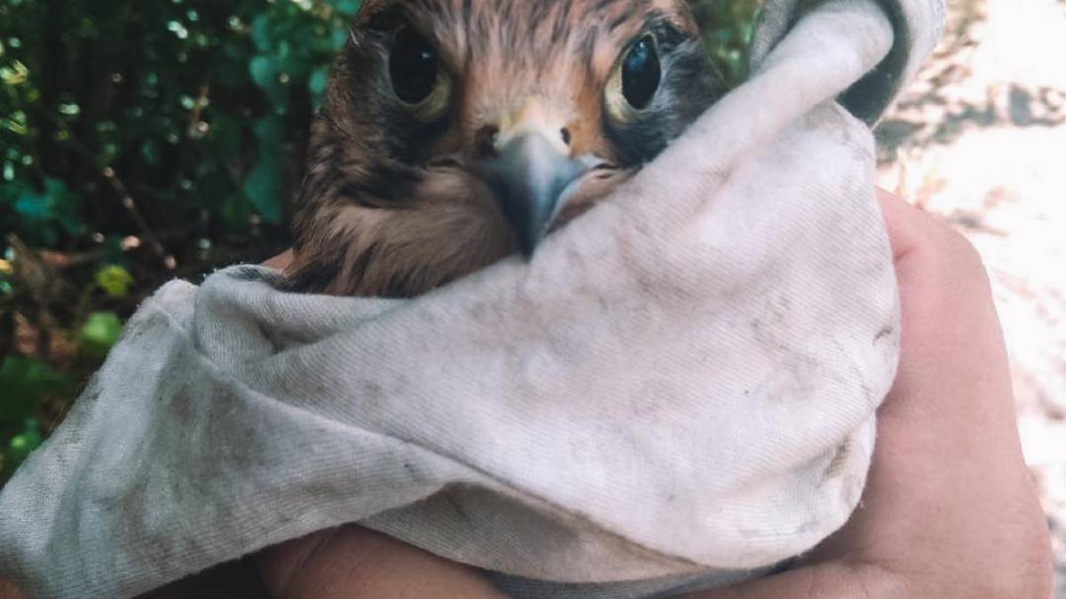У Запоріжжі патрульні врятували дикого сокола (фото)