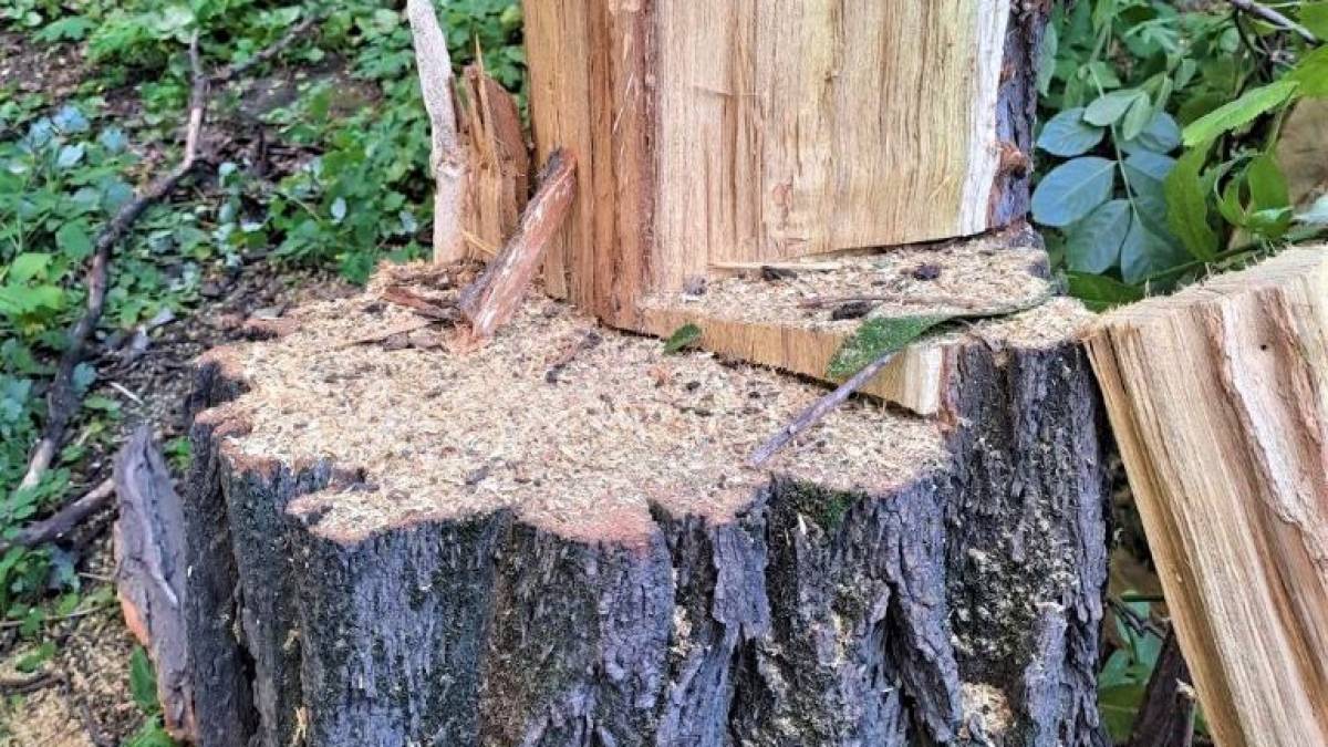 У Заводському районі знищили акації