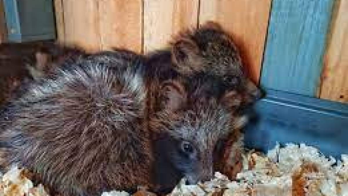 Одеський зоопарк прийняв майже 300 тварин з Херсона