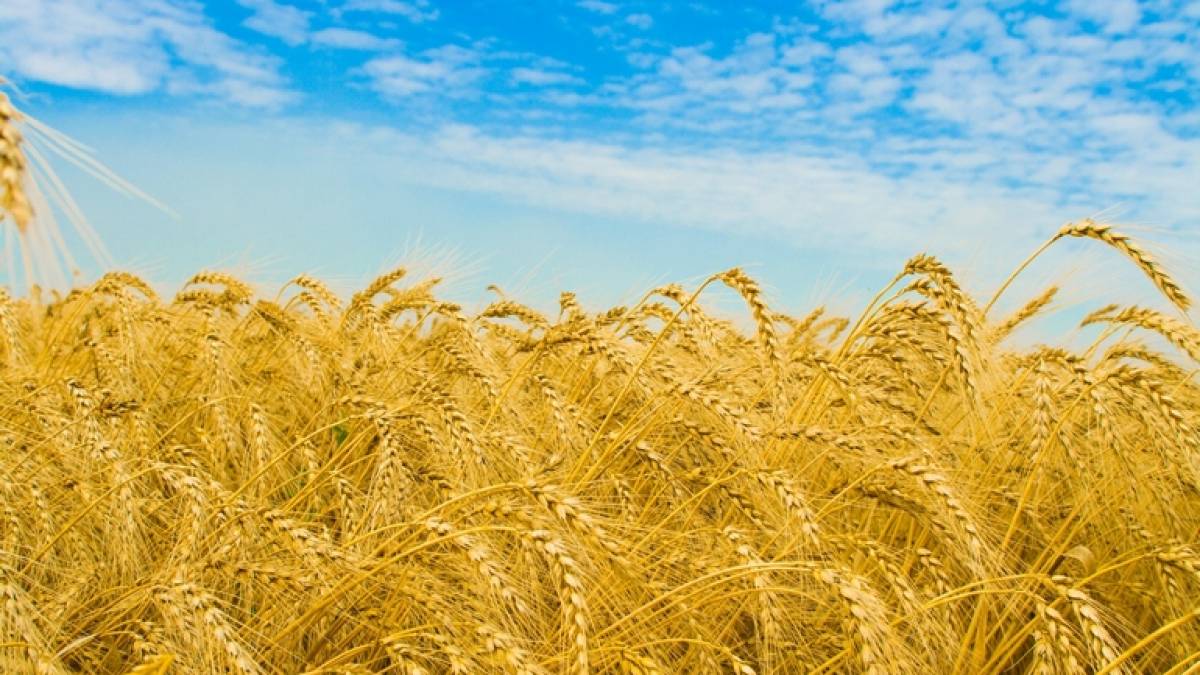 ЄБРР надасть 9,6 млн євро на покращення експорту зерна з України