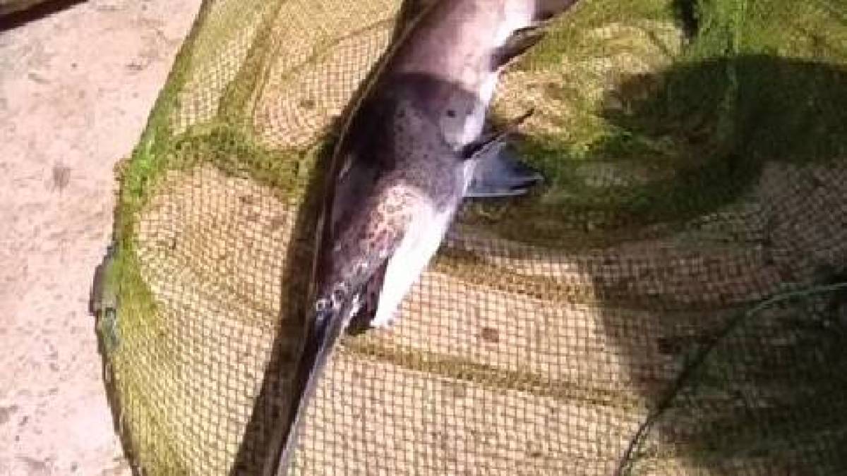 У Запоріжжі рибалки виловили з Дніпра незвичайну рибу (фото, відео)