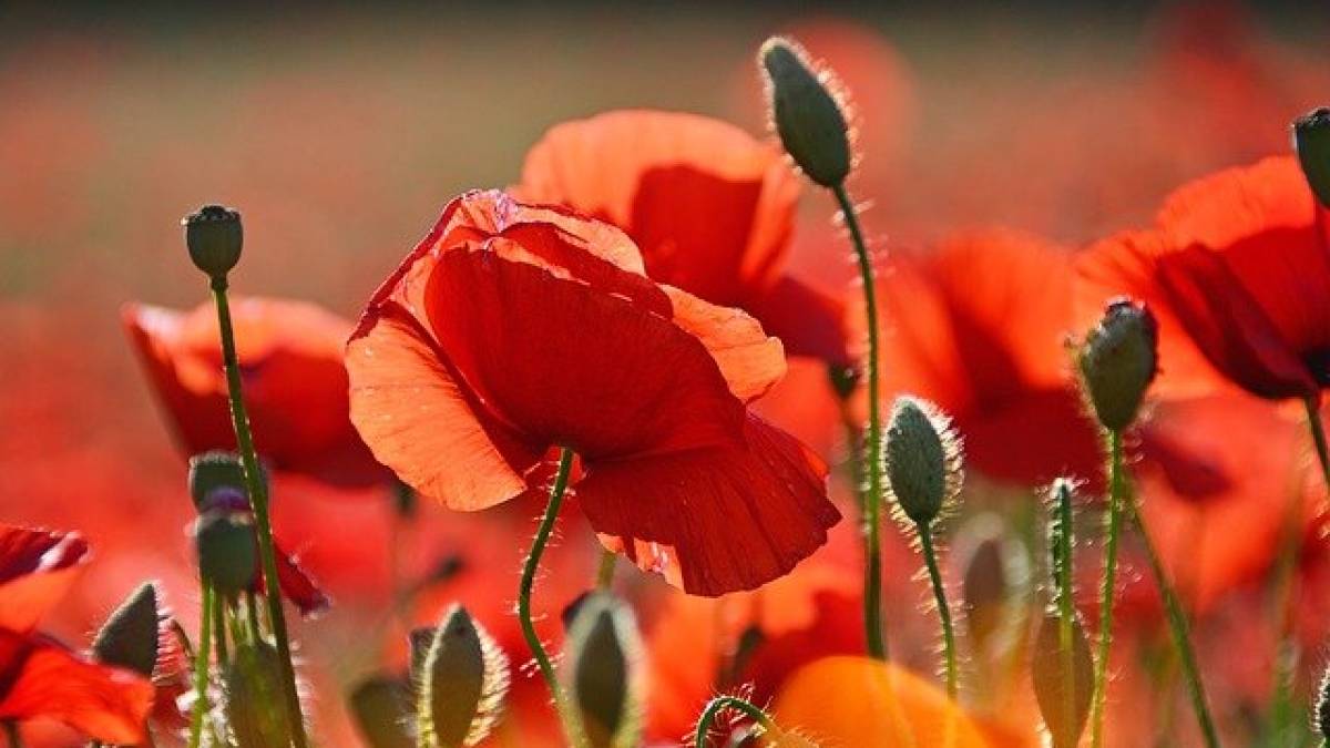 Народне свято 16 липня: традиції та поради, що потрібно з’їсти для здоров’я серця
