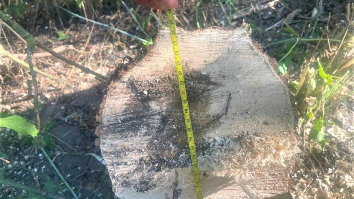 На Запоріжжі затримано двох громадян, які знищували дерева