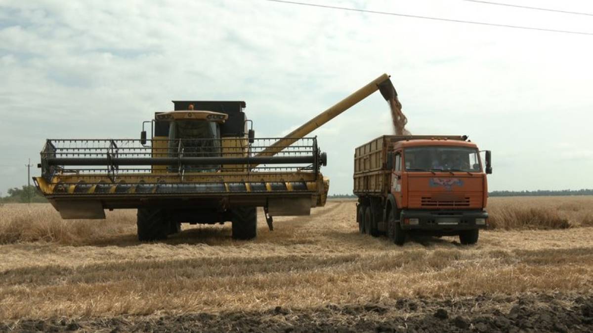 Жнива-2023 на Запоріжжі: врожайність,  ціни та підступність окупантів