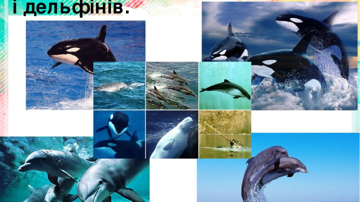 pavlogradf6.blogspot.com
