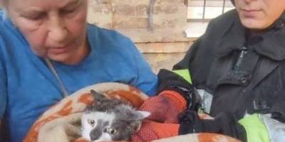 У Запоріжжі врятували котика, який три дні просидів на дереві