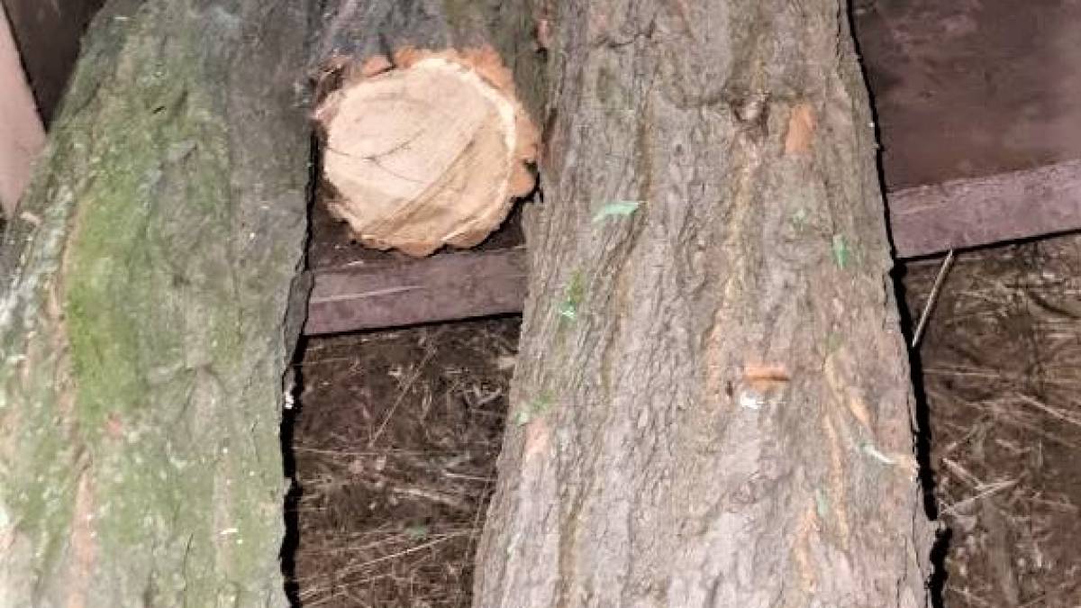 На Запоріжжі затритмано двох громадян за знищення дерев
