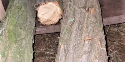 На Запоріжжі затритмано двох громадян за знищення дерев