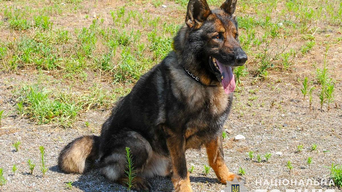 Запорізькі кінологи показали свого найстаршого вихованця – собаку Ункаса