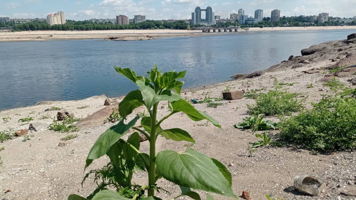 Рослини висилають десант на оголені піщані береги