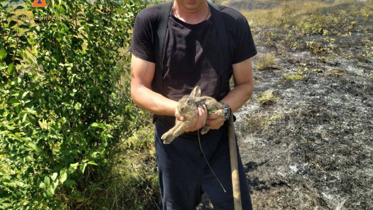 На Запоріжжі під час пожеж врятували пташеня та зайця, фото