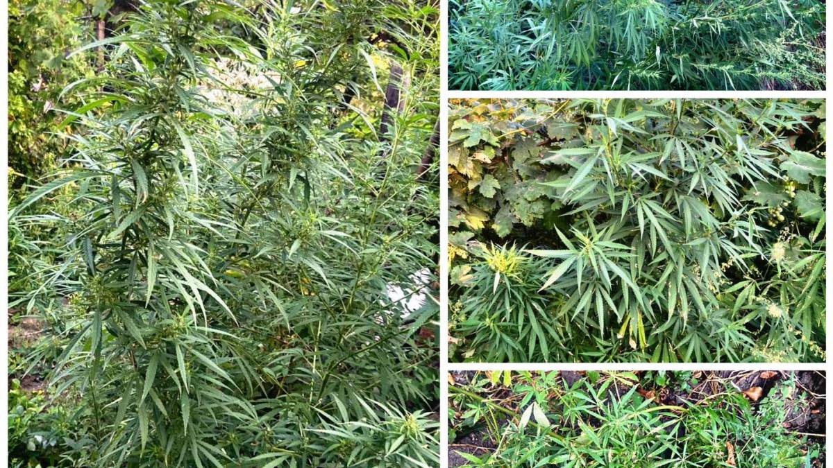У Запоріжжі правоохоронці знайшли кущі коноплі у місцевого мешканця, який сам викликав поліцію – подробиці