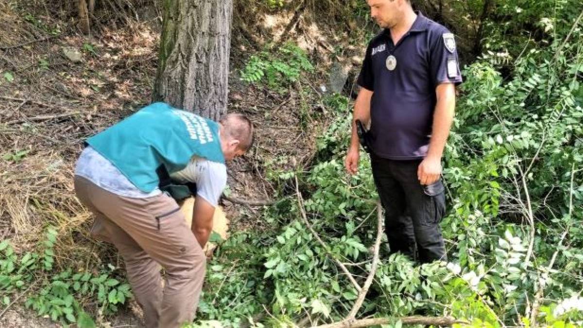 На Запоріжжі затримали громадянина, який знищував дерева