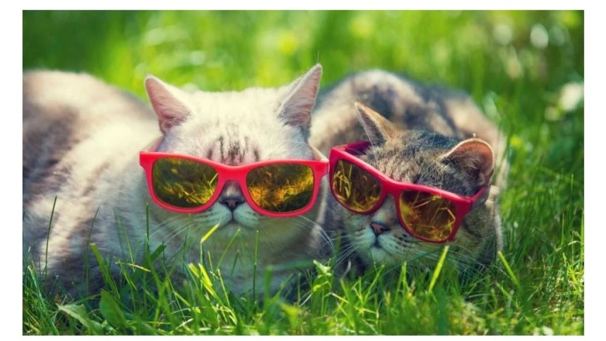 14-20 серпня в Україні очікується сонячна та спекотна погода, дощів практично не буде