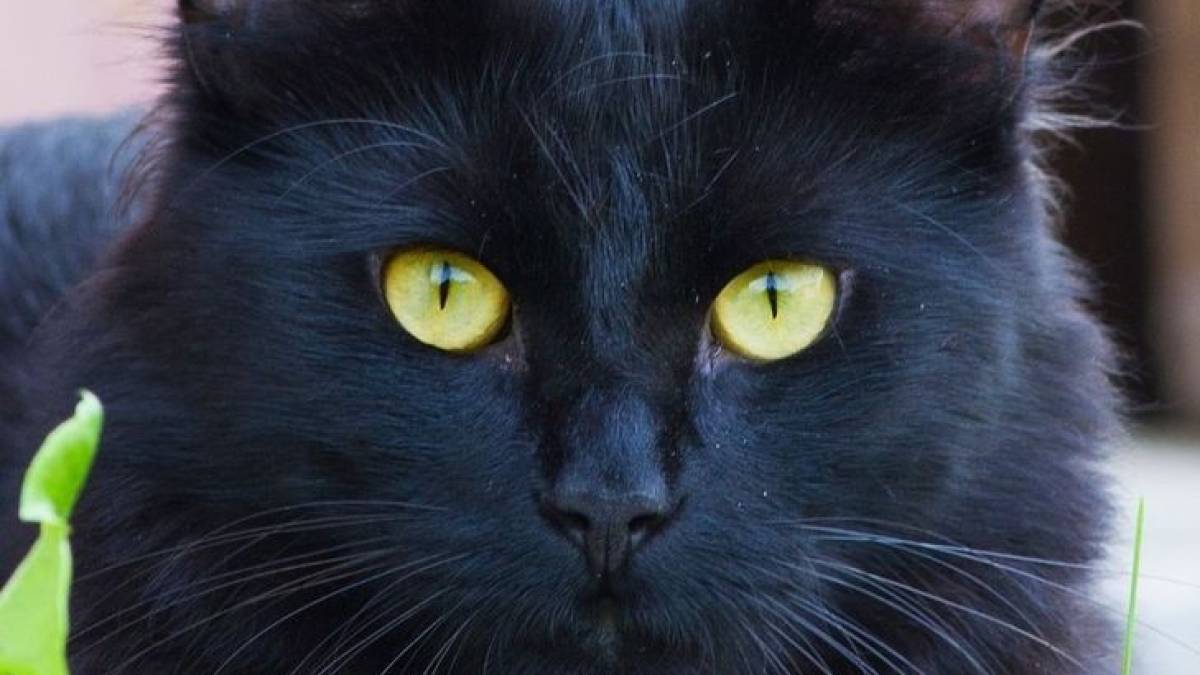 17 серпня в історії України та світу — Міжнародний день чорного кота