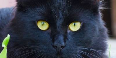 17 серпня в історії України та світу — Міжнародний день чорного кота