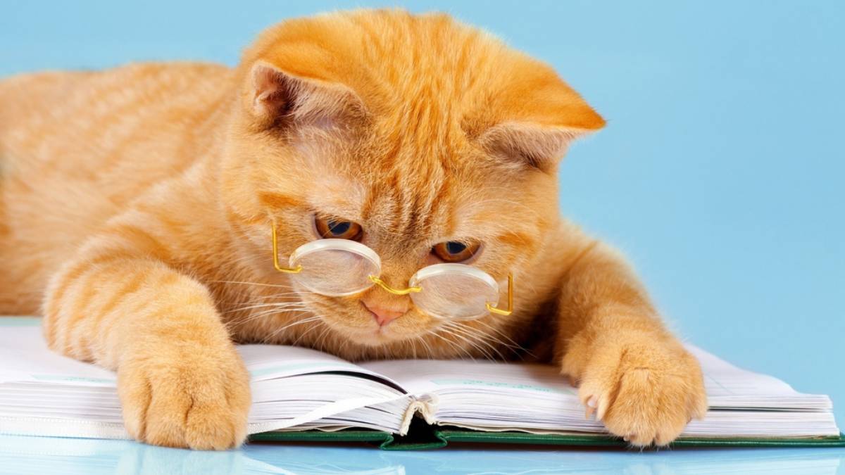 Названі породи котів з найвищим рівнем IQ – фото