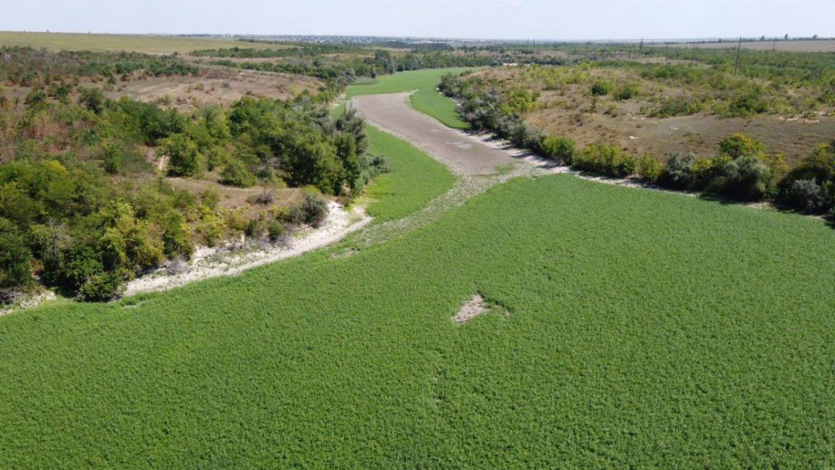 Зеленим килимом вкрилося обміліле дно Каховського водосховища