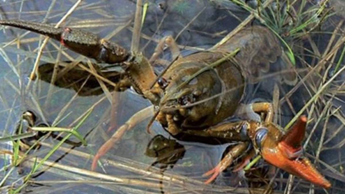 Увага! На Запоріжжі діє заборона на вилов раків