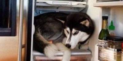 Як уберегти домашніх тварин від спеки