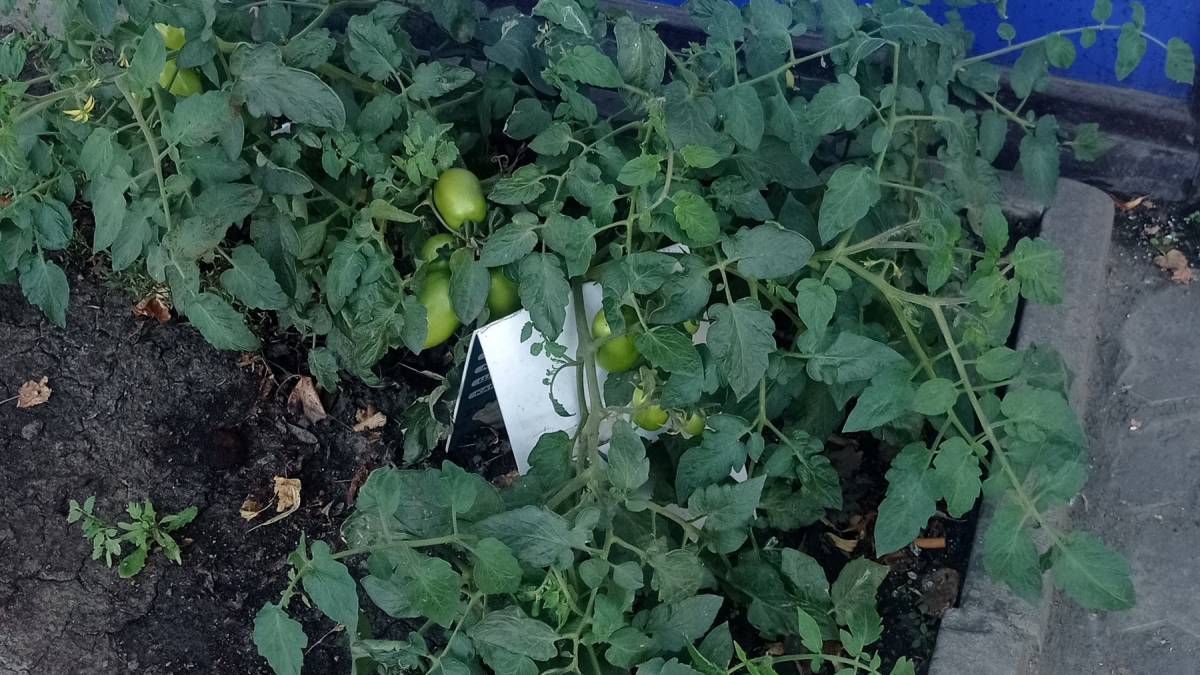 Чи не бажаєте каву з помідорами?