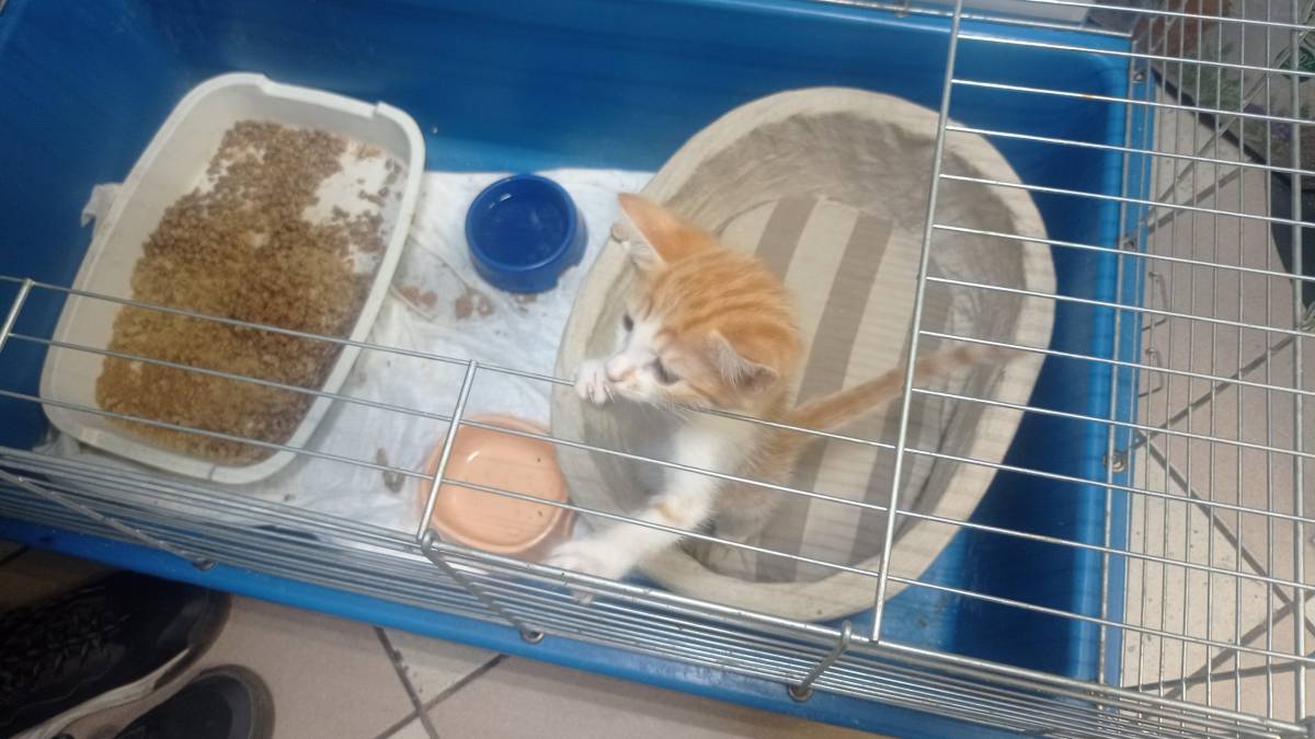 У зоомагазині знайшли тимчасовий притулок кошенята з окопів