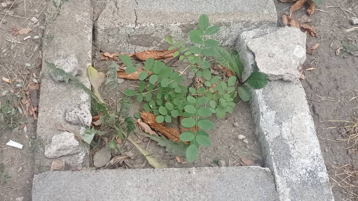 У запорізьких дворах плекають крихітні дуби та акацію