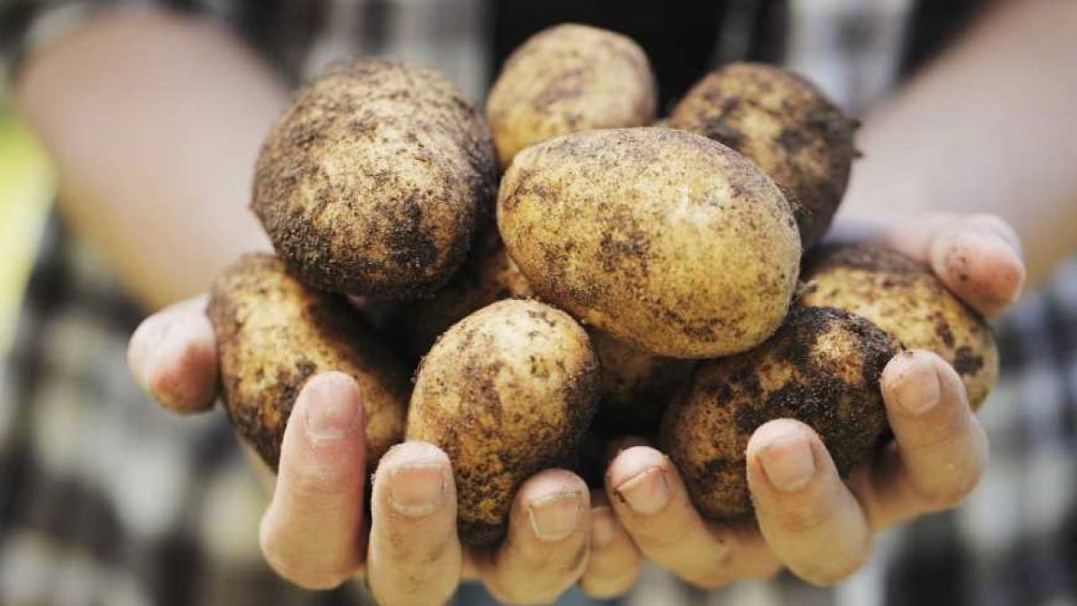 В Україні ціна на картоплю зміниться в найближчі два місяці